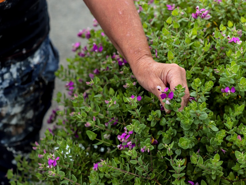 A person stands next to a green plant with purple flowers. their hand reaches into the plant and fingers hold one of the flowers