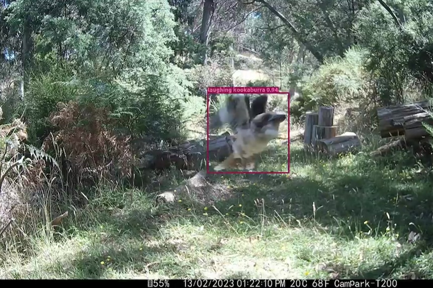 A pink box frame with the word "laughing kookaburra" surrounds a bird that is mid-flight in bushland on a sunny day.