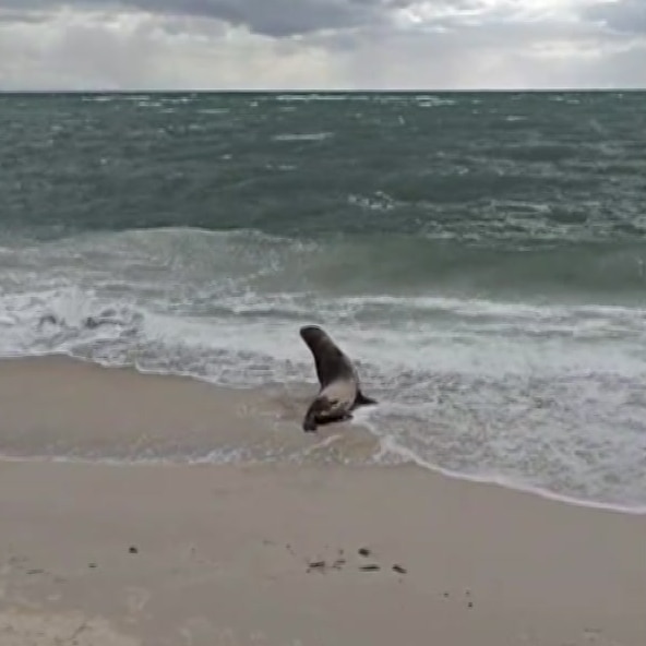 A seal returns to the ocean.