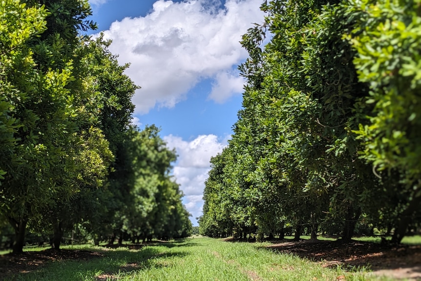 Macademia trees in a paddock