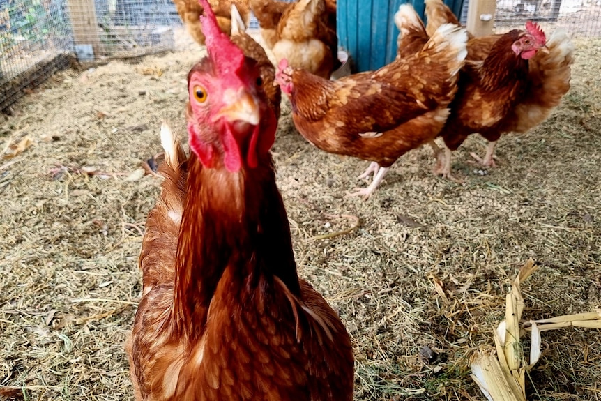 A chicken looks into the camera.