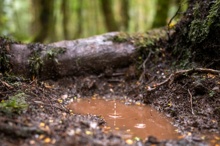 Brown water in a puddle of a muddy walking track. More rain drops are falling adding to the puddle