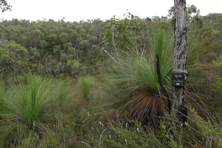 A dark box is attached to a tree surrounded by tall grass and shrubs with thick trees on a hill behind.