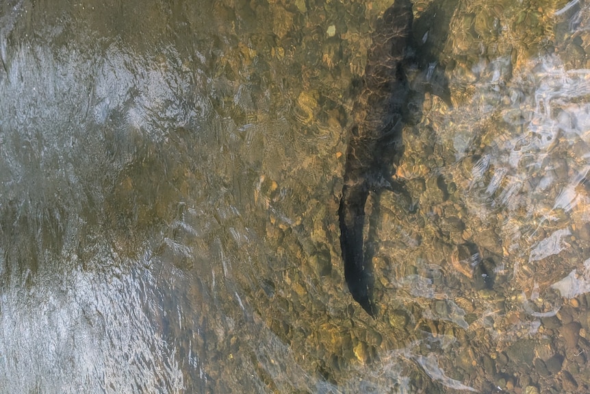 A lungfish in shallow water.