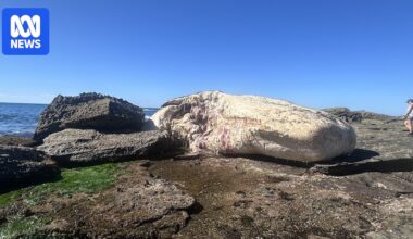 Sydney beaches to remain closed for days due to decomposing whale carcass attracting sharks