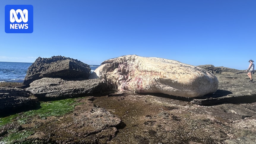 Sydney beaches to remain closed for days due to decomposing whale carcass attracting sharks