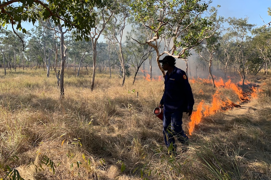 An Indigenous ranger in remote bushland, burning off a strip of dry grass.