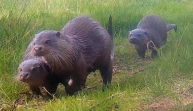Rangers excited after 'bouncy' otters spotted