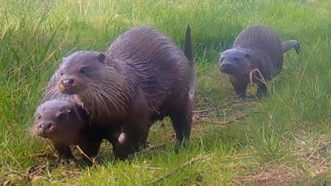 Rangers excited after 'bouncy' otters spotted
