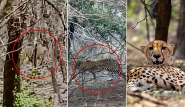 Tiger, Leopard, Cheetah Seen Together In Rare Ranthambore Moment