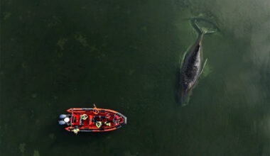Entire nation 'heartbroken' as humpback whale faces ‘slow death’ in shallows