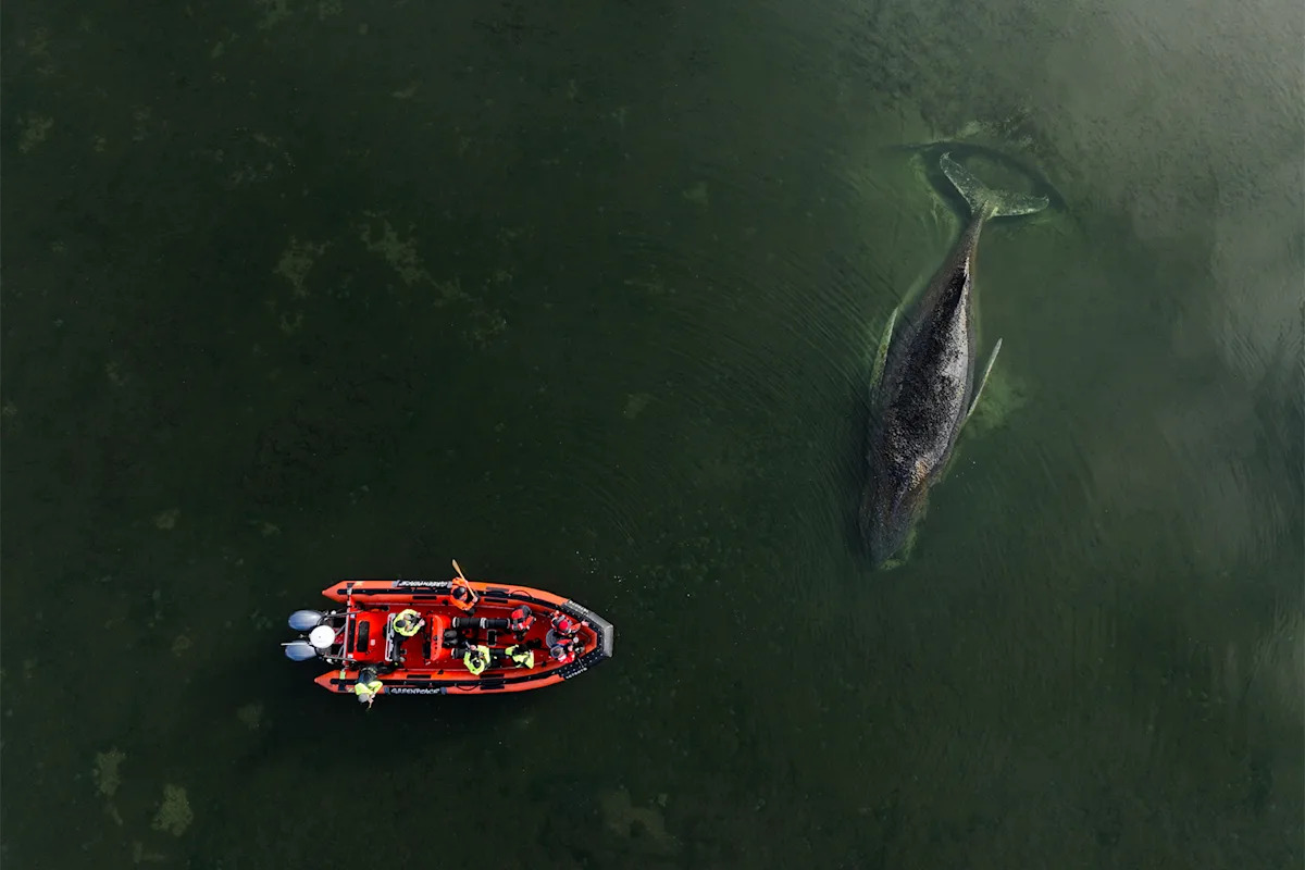 Entire nation 'heartbroken' as humpback whale faces ‘slow death’ in shallows