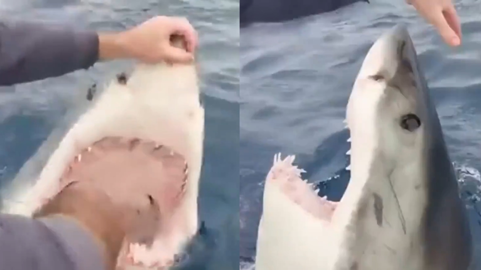 Fearless fisherman hand-feeds a great white shark in crazy video