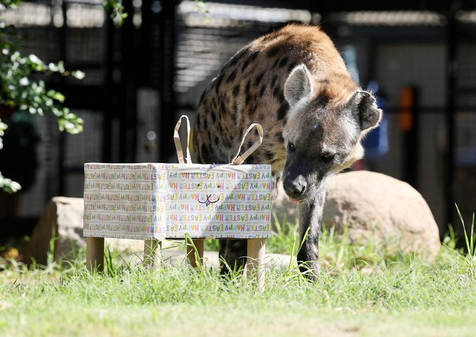 Sabi the spotted hyena pictured enjoying Easter treats at Perth Zoo 