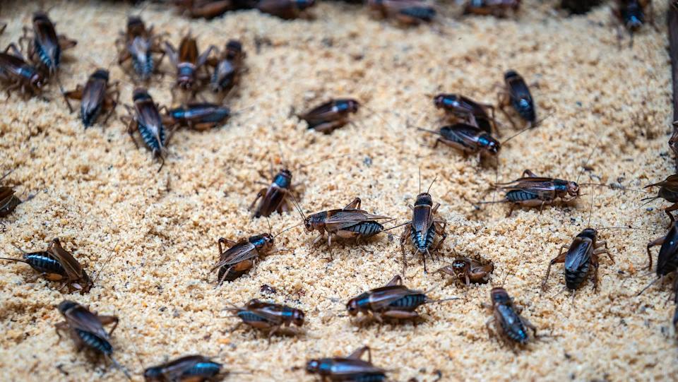Expert reveals reason behind collapse of world's largest cricket farm