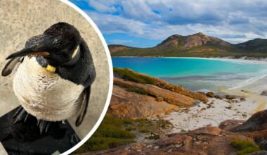 King penguin makes incredible 4000km journey from sub-Antarctic to Quagi Beach in Esperance
