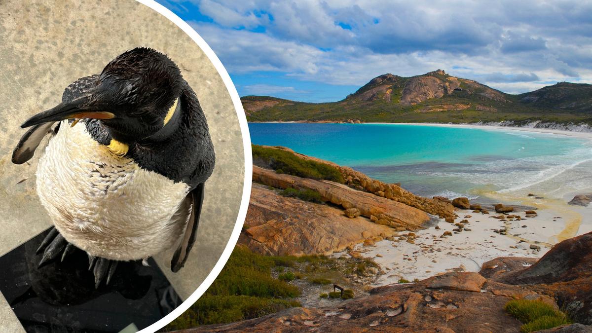 King penguin makes incredible 4000km journey from sub-Antarctic to Quagi Beach in Esperance