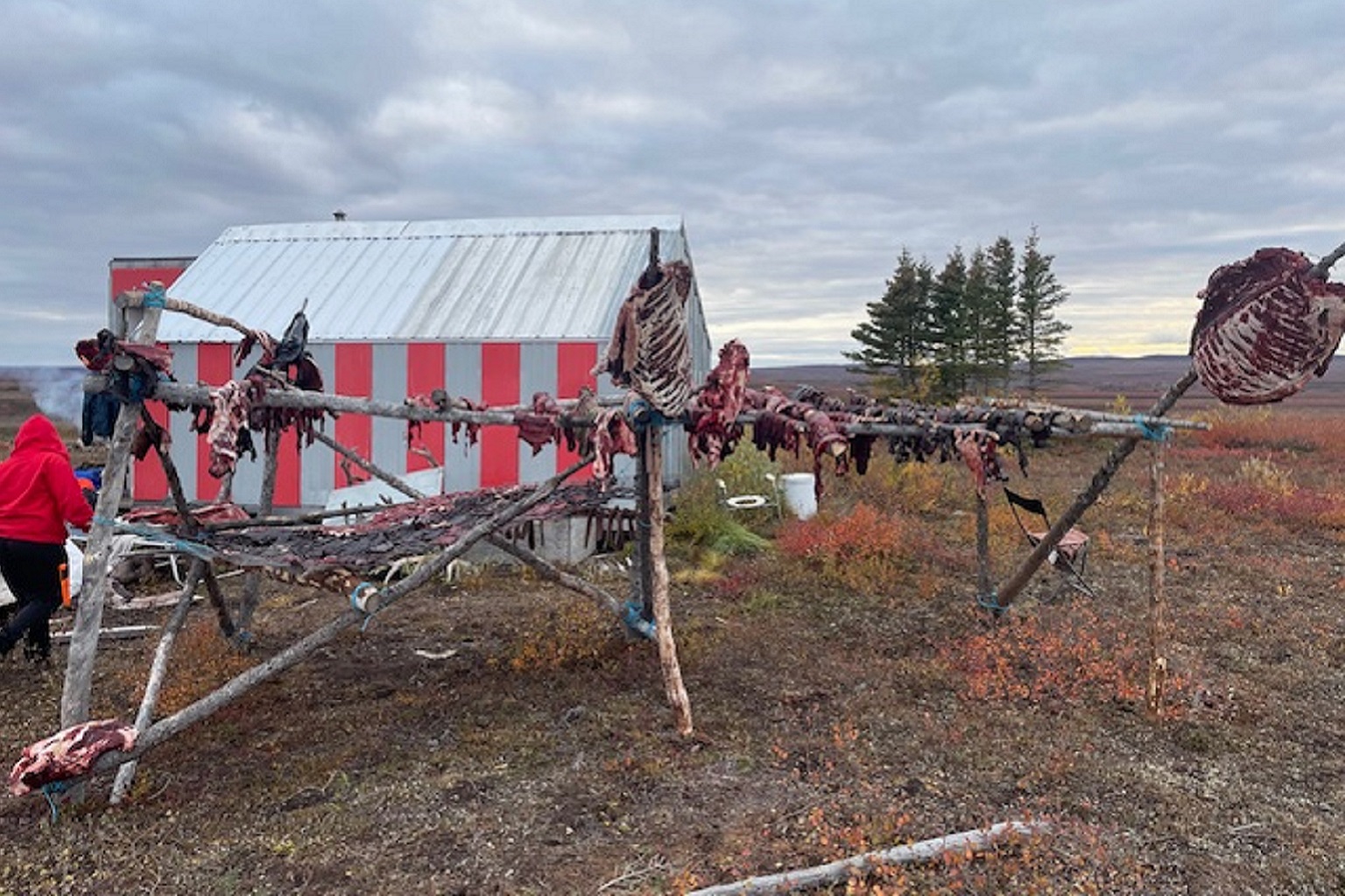 Drying muskox meat. A community-based wildlife health surveillance program, a collaboration between hunter and trapper associations, University of Calgary researchers and other agencies, is helping to answer many questions about wildlife health and emerging diseases.