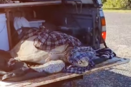 A large turtle resting in the back of a ute.