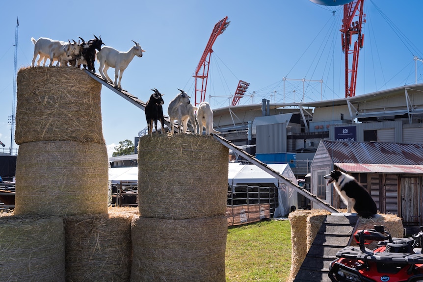 A dog watches a group of goats perched on hail bales.