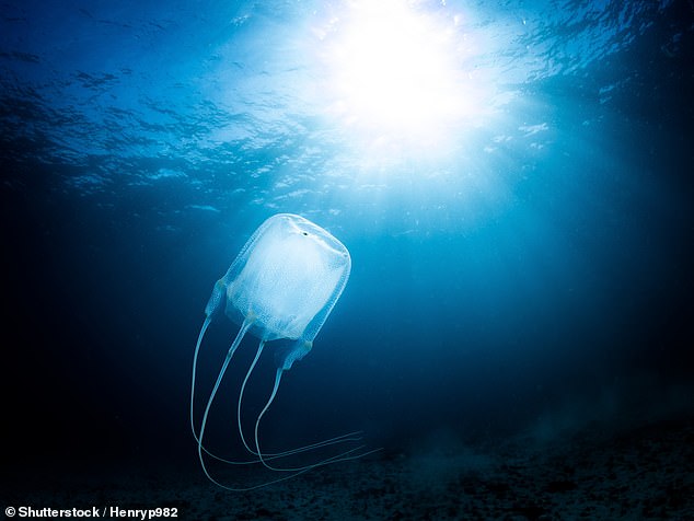 Box jellyfish, named after their body shape, have tentacles up to 10ft long covered in nematocysts, which are tiny harpoons attached to a venom-filled bulb (stock image)