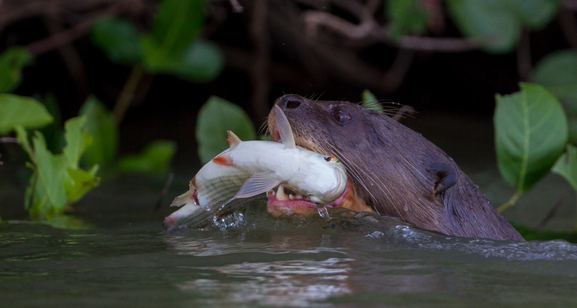 Giant otters, river sentinels, now listed as threatened migratory species