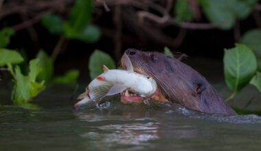 Giant otters, river sentinels, now listed as threatened migratory species