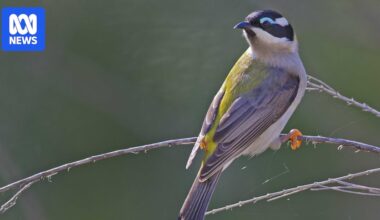Tintinara farm owner convicted over clearing 112 hectares of bushland
