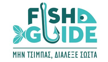 ‘We can’t have octopus all year round’: Why Greek chefs and WWF want people to eat invasive species