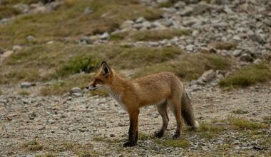 Why birds and foxes could act as early warning systems of antibiotic resistance across ecosystems