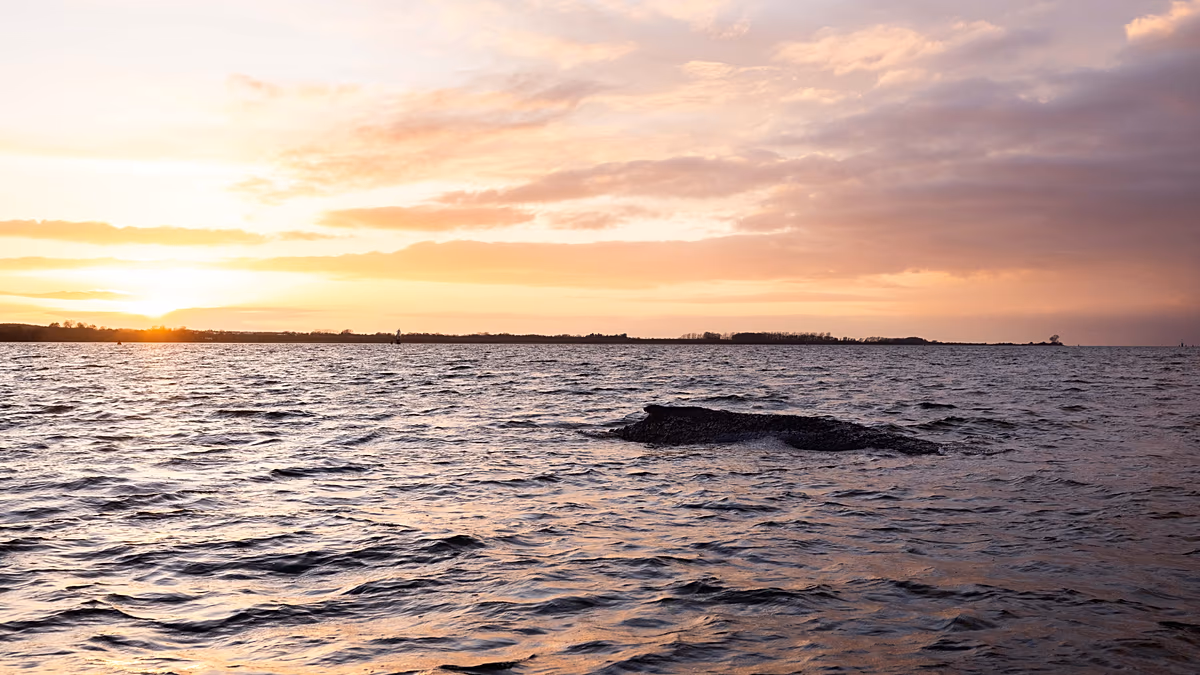 Whale Timmy: Can whale songs still save him? Biologist prepares autopsy
