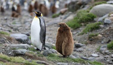 Drowned chicks and food scarcity: Emperor penguin and Antarctic fur seal now endangered