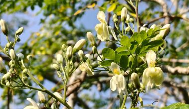 ‘Miracle tree’ removes 98% of microplastics from drinking water, outperforming chemical alternatives
