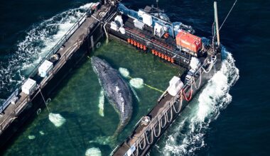 Timmy the stranded whale is finally on his way home thanks to entrepreneur-funded rescue