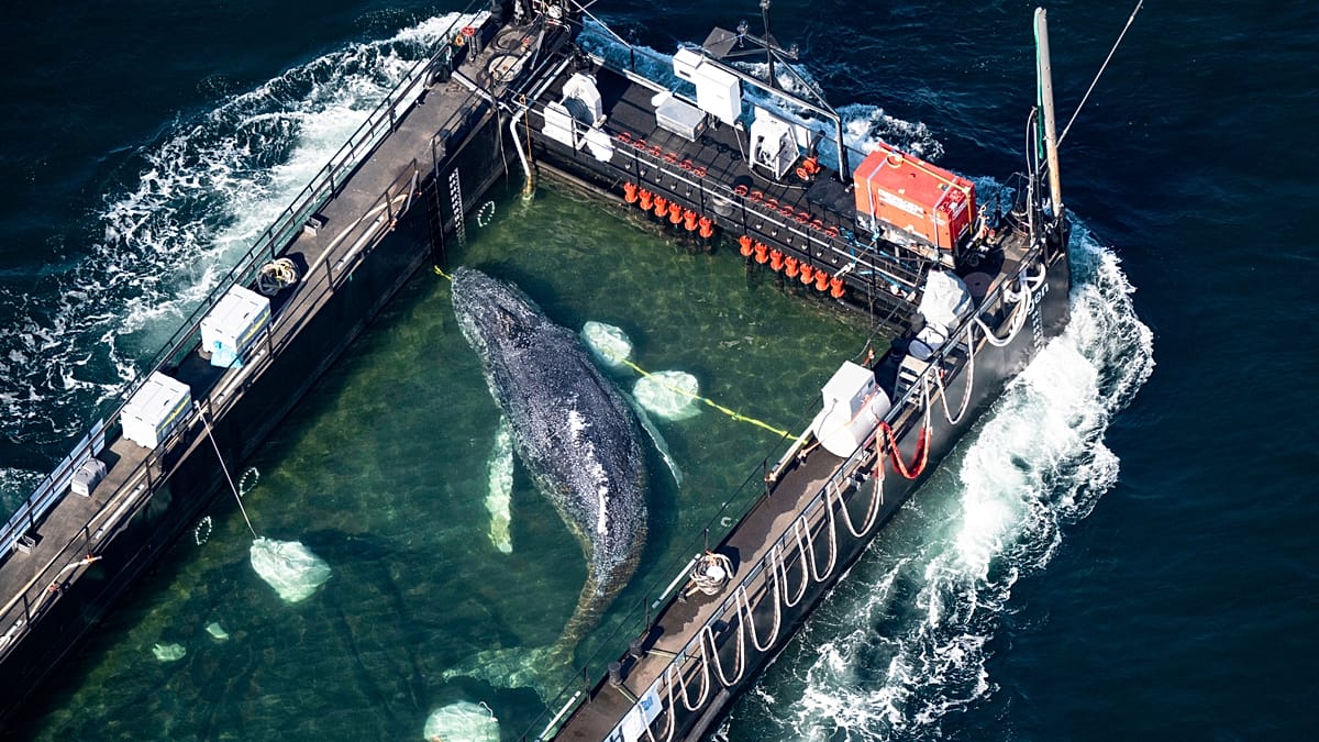 Timmy the stranded whale is finally on his way home thanks to entrepreneur-funded rescue