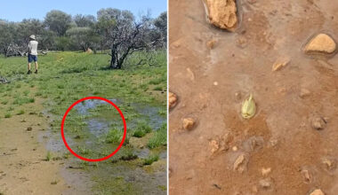 Incredible phenomenon awakened on outback station triggered by heavy rain