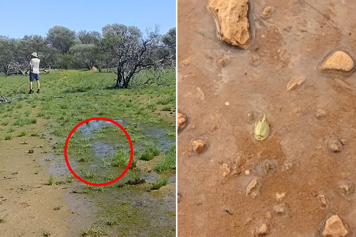 Incredible phenomenon awakened on outback station triggered by heavy rain