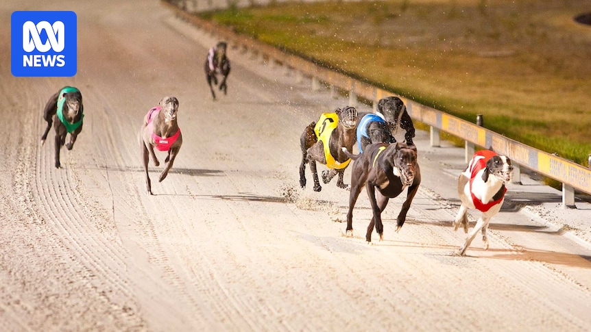 Greyhound Racing SA employees fired after investigation into alleged wagering activity
