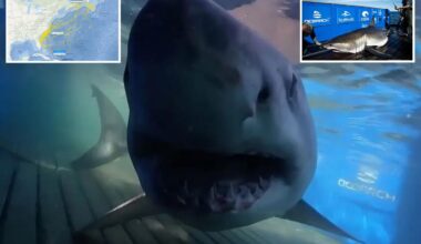 Massive 1,400-pound great white shark 'Breton' located near Turks and Caicos