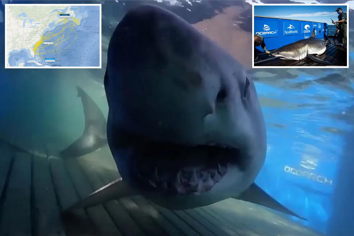 Massive 1,400-pound great white shark 'Breton' located near Turks and Caicos