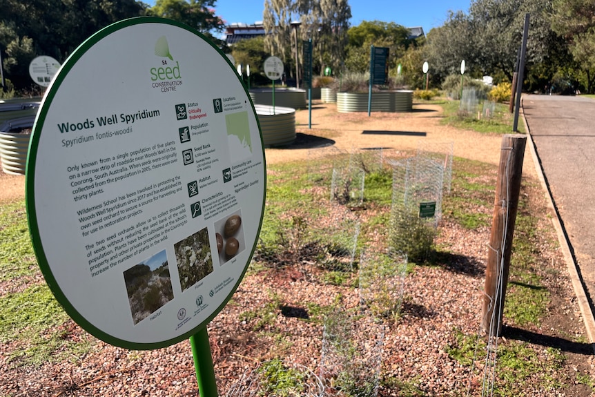 A sign with information about the Woods Well spyridium next to a number of plants.