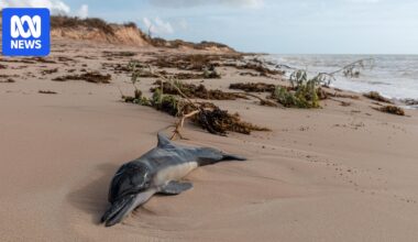 Fears for Ningaloo Reef after ex-cyclone decimates region amid coral spawning season