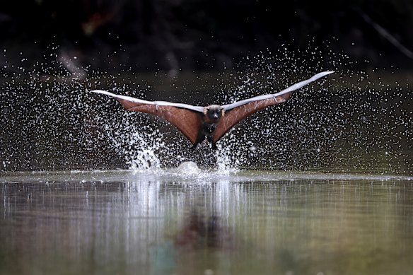 Flying foxes are at risk of mass die-offs during heatwaves.