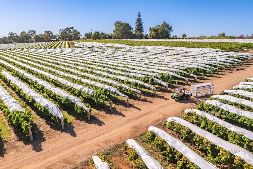 drone image of grapes being harvested
