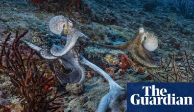 Sex at arm’s length? Male octopuses use specialised arm to mate, scientists find | Marine life