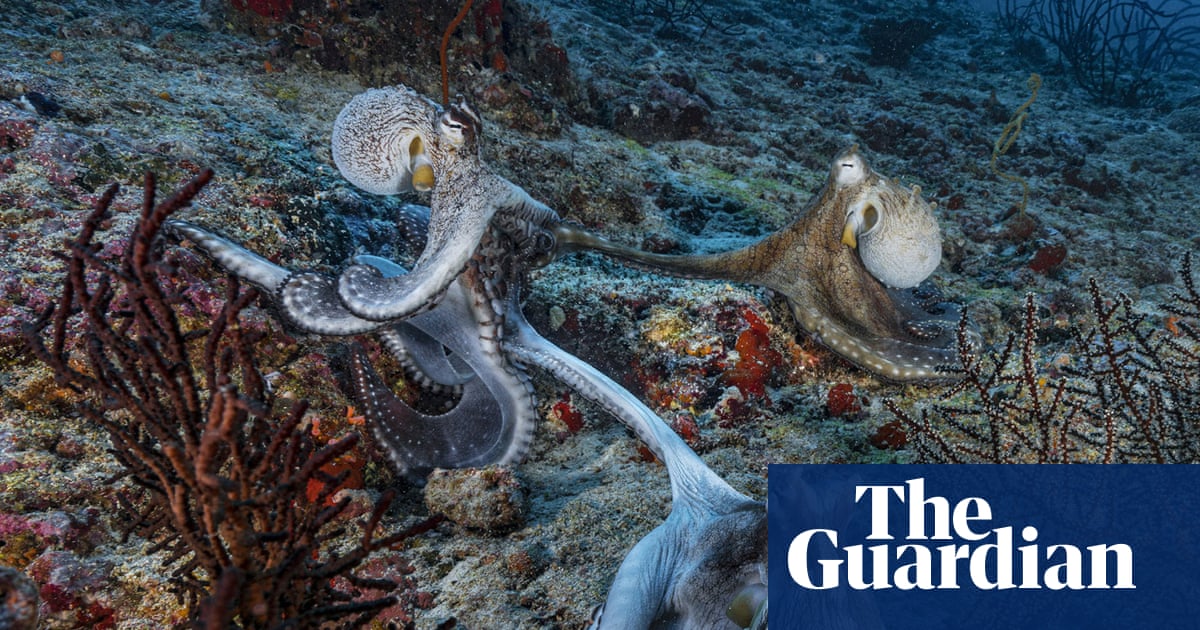 Sex at arm’s length? Male octopuses use specialised arm to mate, scientists find | Marine life
