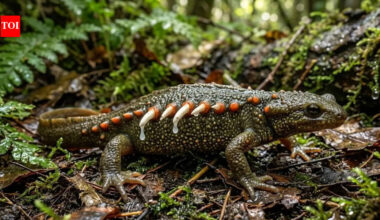 Meet the ‘real-life Wolverine’: An amphibian that uses its own skeleton as a weapon to survive predators |