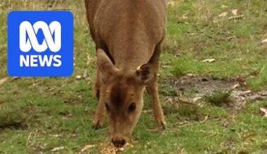 Invasive feral hog deer discovered in New South Wales but authorities confident of eradication
