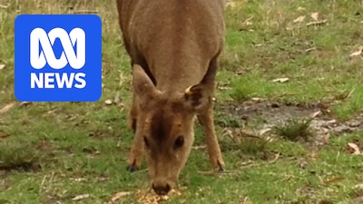 Invasive feral hog deer discovered in New South Wales but authorities confident of eradication