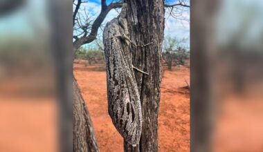 Scientist In The Australian Bush Stumbles Upon Biggest Moth He's Ever Seen